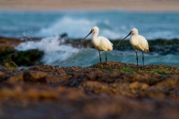 Kolpik bily - Platalea leucorodia - Eurasian Spoonbill o3040